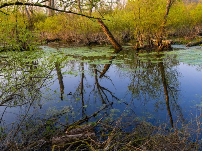 Urdenbach Fotoworkshop Teiche