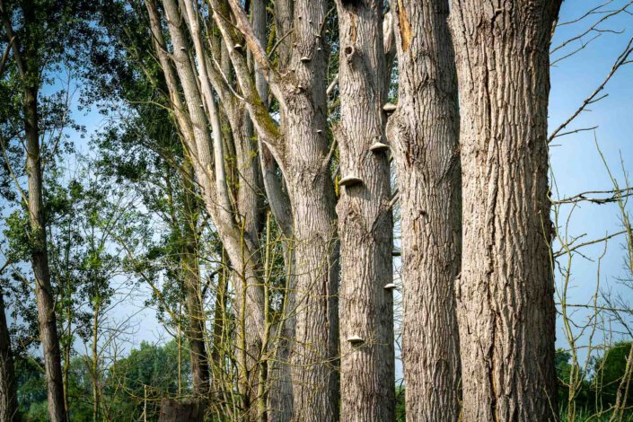 Urdenbach Fotoworkshop Bäume mit Tele