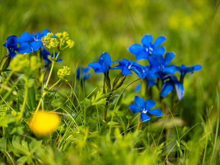 Foto-Workshop Stubai