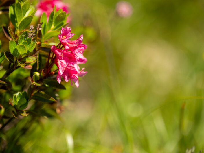 Foto-Workshop Stubai