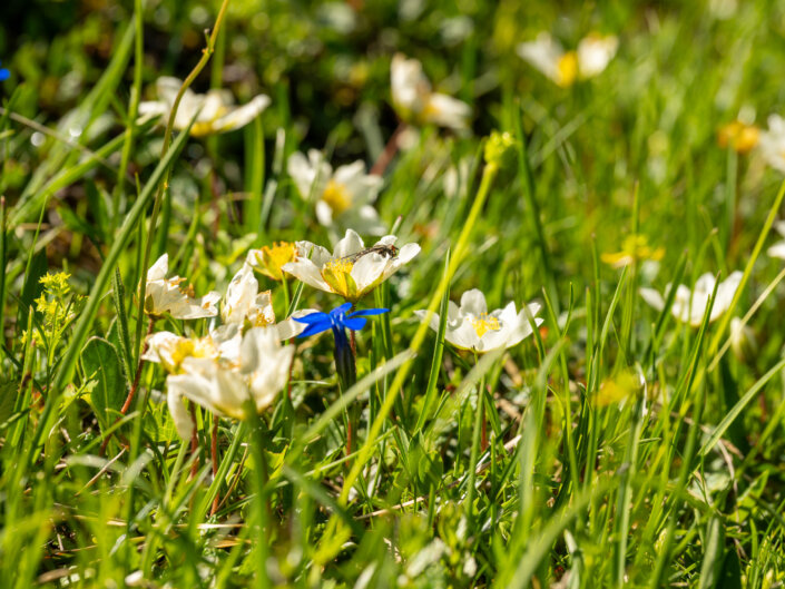 Foto-Workshop Stubai