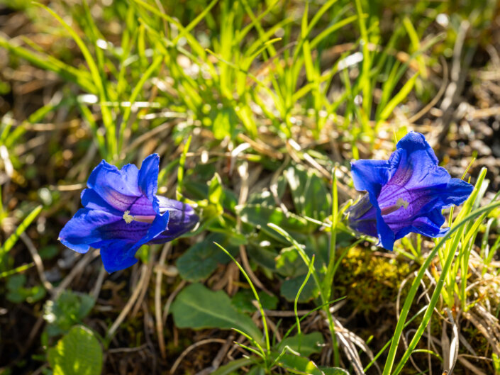 Foto-Workshop Stubai